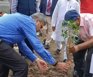 sapling-plantation-one-small