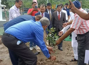 sapling-plantation-two